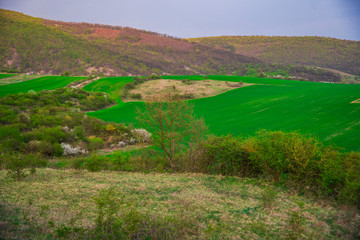 Spring landscape