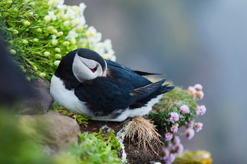 Puffin on the rocks at latrabjarg Iceland, close-up.