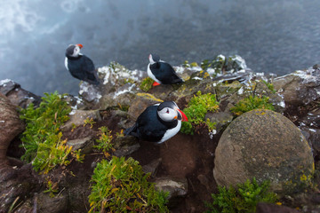 Fototapeta premium Puffins on the rocks at latrabjarg Iceland, close-up.