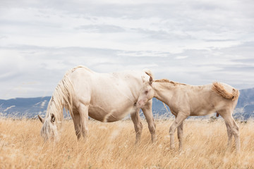 Fototapeta premium family of white horses eating in the grass in the middle of nature