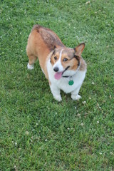 corgi welsh dog