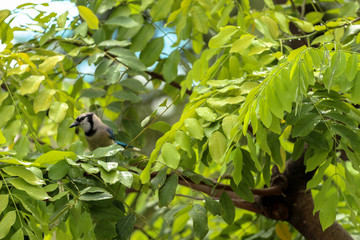 Blue Jay Bird in a Tree