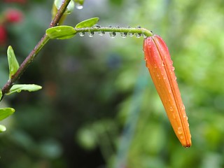 開花を待つ濡れたユリの蕾