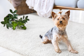 Cute dog and dropped houseplant on carpet
