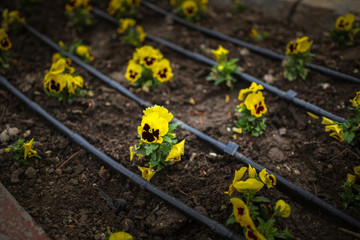 yellow pansy on flowerbed in park, drip irrigation