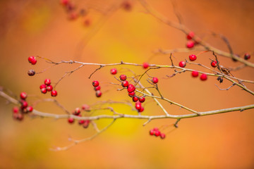 Wild fruits in the forest at the autumn