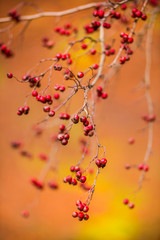 Wild fruits in the forest at the autumn