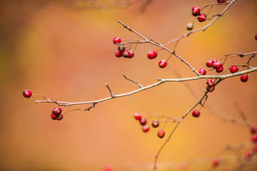 Wild fruits in the forest at the autumn