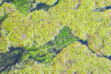 The surface of the reservoir is covered with green duckweed. Natural green abstract background.