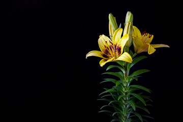 yellow asiatic lily flower with green leaf on black background