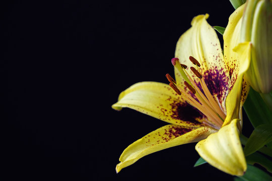 close up of yellow asiatic lily flower on black background
