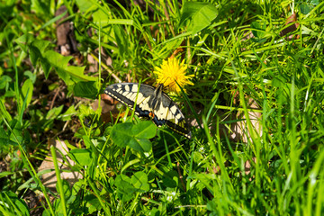 Springtime in the patk