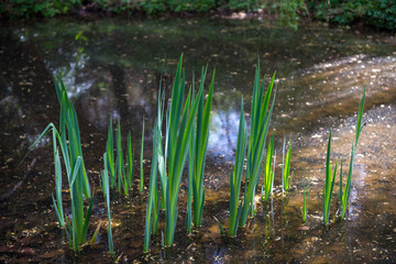 View in the Simeria park,. Romania