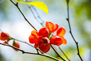 View in the Simeria park,. Romania
