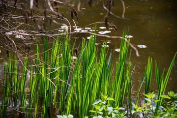 View in the Simeria park,. Romania