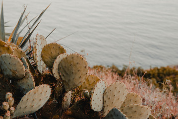 Opuntia cactus on the background of the sea