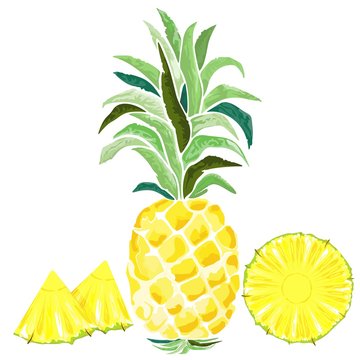 Pineapple and Slices Watercolor Style Vector illustration isolated on white