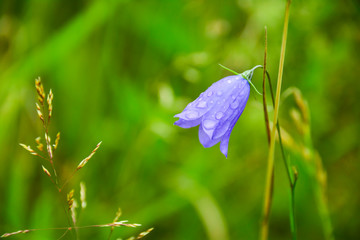 Bluebell flower (Campanula persicifolia) wet in the after a rain, detailed closeup of this fragile bellflower.