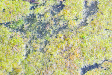 The surface of the reservoir is covered with green duckweed. Natural green abstract background.