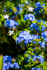 Flowers in Greece