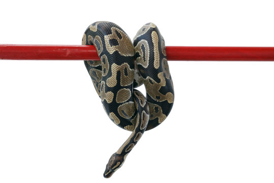 The image of a royal or ball python hanging on a white background