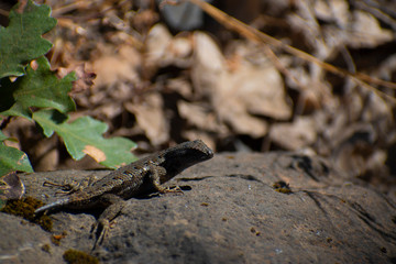 western fence lizard on a rock