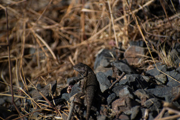 western fence lizard on the rocks