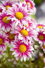 Fototapeta premium 数輪のキクの花