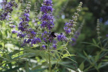 fleurs jardin terre europe france rhone lyon
