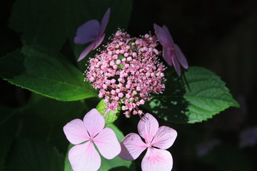 fleurs jardin terre europe france rhone lyon