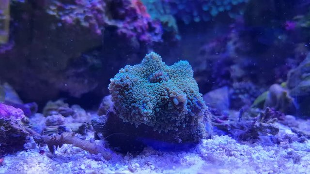 Ricordea Yuma isolated coral on frag plug