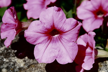 fleurs jardin terre europe france rhone lyon