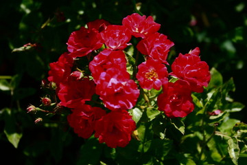 fleurs jardin terre europe france rhone lyon