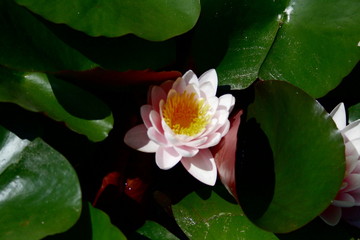 fleurs jardin terre europe france rhone lyon