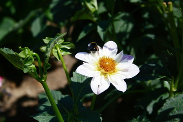 fleurs jardin terre europe france rhone lyon