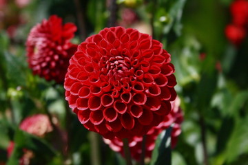 fleurs jardin terre europe france rhone lyon