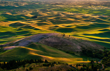 Beautiful and Dramatic Palouse, Washington, Summer Sunrise.The rolling hills of the Palouse area of...