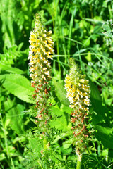 Russia, North Ossetia - Alania. Flora of Zrug (Zrugskoe) gorge , Pedicularis condensata