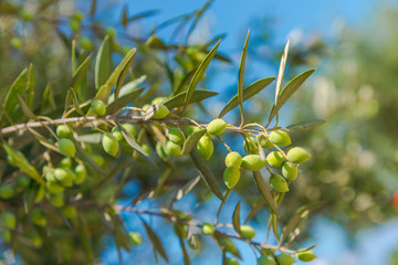 Mediterranean flowers