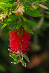Mediterranean flowers