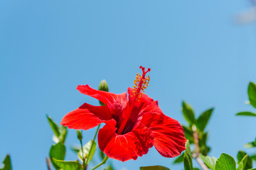 Mediterranean flowers