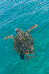 Turtle in the sea