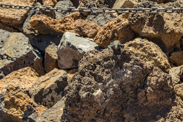 Canary lizard - Gallotia galloti is resting on volcanic lava stone. The lizard stares at the camera, close up, macro, natural background. National Park Teide, Tenerife, Spain