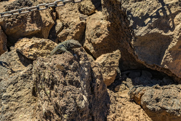 Canary lizard - Gallotia galloti is resting on volcanic lava stone. The lizard stares at the camera, close up, macro, natural background. National Park Teide, Tenerife, Spain