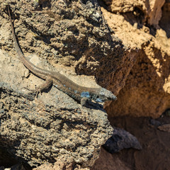 Canary lizard - Gallotia galloti is resting on volcanic lava stone. The lizard stares at the camera, close up, macro, natural background. National Park Teide, Tenerife, Spain