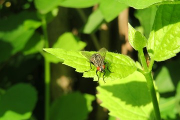 Fly on green leaf in the garden, closeup