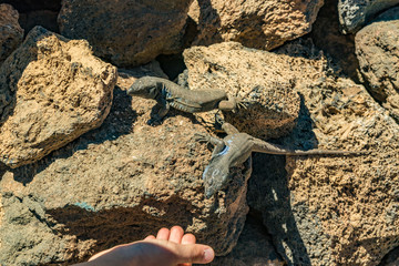 Canary lizards - Gallotia galloti are resting on volcanic lava stone. Reptile stares at the palm of man who tries to treat delicacy. Close up, macro, natural background. National Park Teide, Tenerife