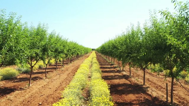Long alley of green almond trees on an almonds plantation with yellow immortelle, sunny summar day, Dalmatia, Croatia, drone flying between raws