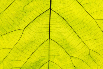 Naklejka na ściany i meble Background texture,line texture palm leaf. Green leaves plan leaf background. leaves under sunlight.Photo concept nature and texture.