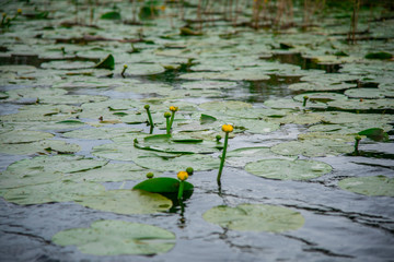 Danube delta landscape